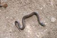 Vipera aspis