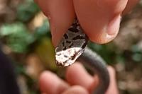 Vipera aspis