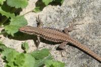 Podarcis muralis