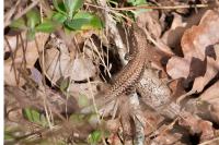 Podarcis muralis