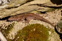 Podarcis muralis