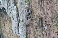 Podarcis muralis