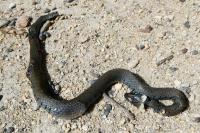 Natrix helvetica