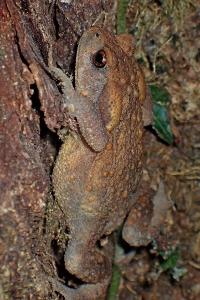 Crapaud épineux 