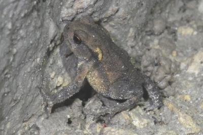 Crapaud épineux 