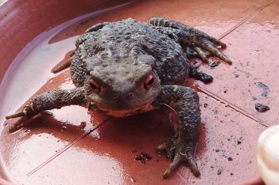 Crapaud épineux 