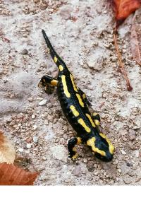 Salamandre tachetée 