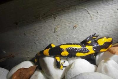 Salamandre tachetée 