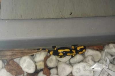 Salamandre tachetée 
