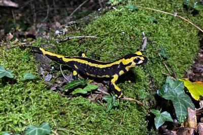 Salamandre tachetée 