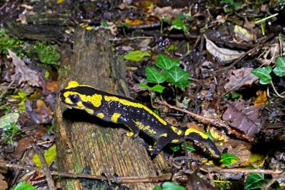 Salamandre tachetée 