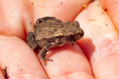 Crapaud