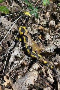 Salamandre tachetée 