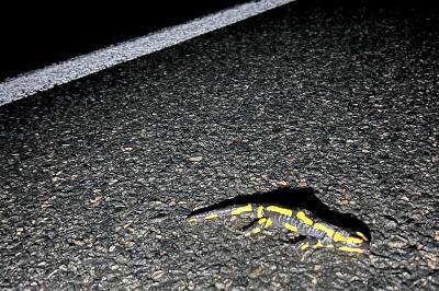 Salamandre tachetée 