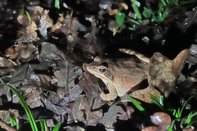 Grenouille agile 