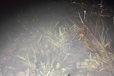 Grenouille agile 