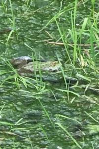 Grenouille verte 
