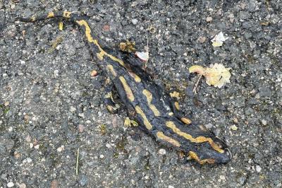 Salamandre tachetée 