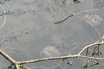 Grenouille agile 