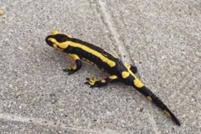 Salamandre tachetée 