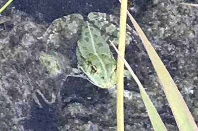 Grenouille verte 