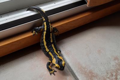 Salamandre tachetée 