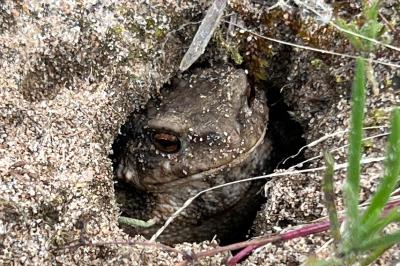 Crapaud