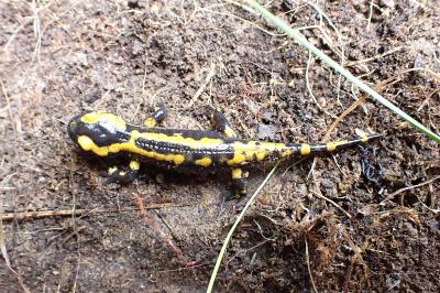 Salamandre tachetée 