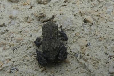 Crapaud