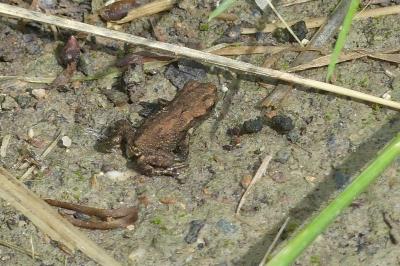 Crapaud