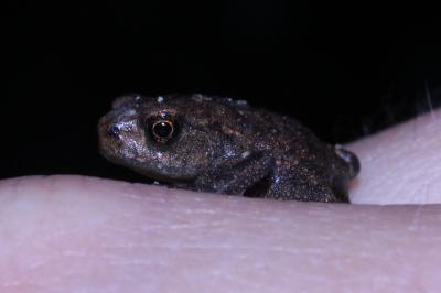 <i>Bufo sp(spinosus/bufo)</i>