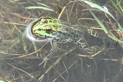 Grenouille verte 