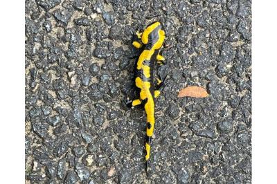 Salamandre tachetée 