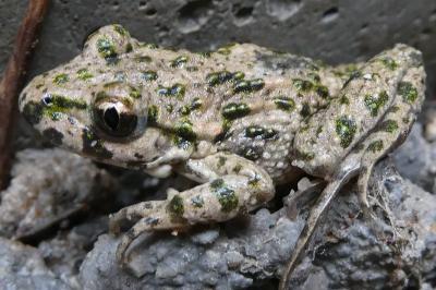Pélodyte ponctué 