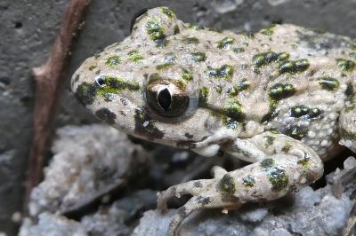 Pélodyte ponctué 