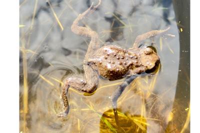 Crapaud épineux 