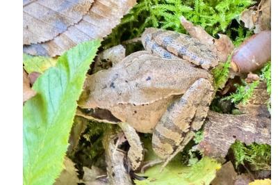 Grenouille agile 