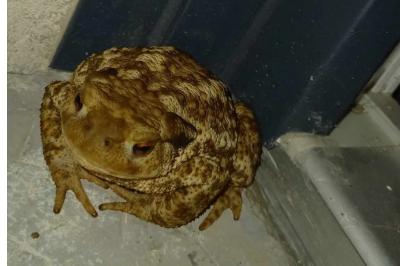 Crapaud épineux 