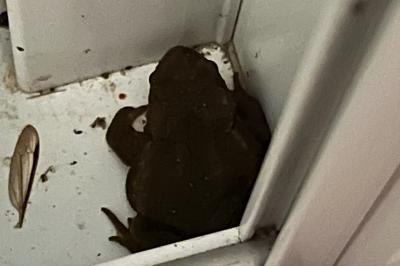 <i>Bufo sp(spinosus/bufo)</i>