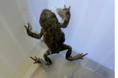 Crapaud épineux 