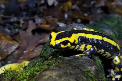 Salamandre tachetée 