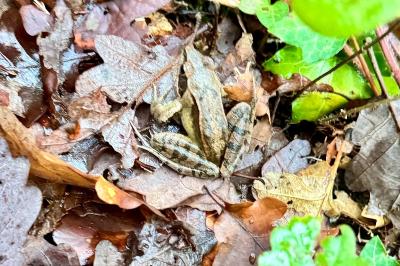 Grenouille agile 