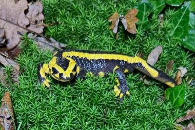 Salamandre tachetée 