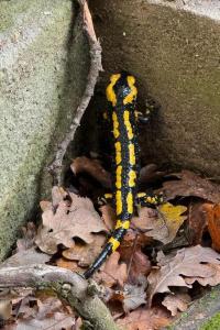 Salamandre tachetée 