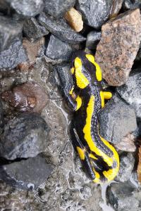 Salamandre tachetée 