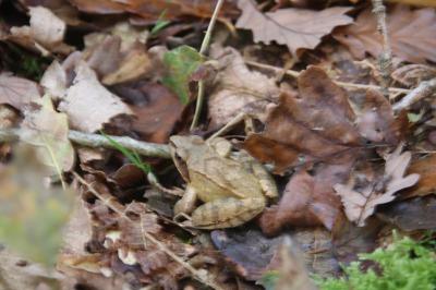Grenouille agile 