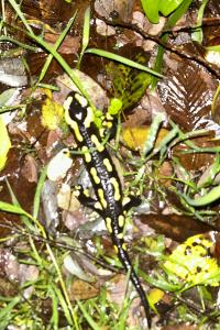 Salamandre tachetée 
