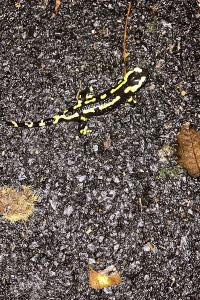 Salamandre tachetée 