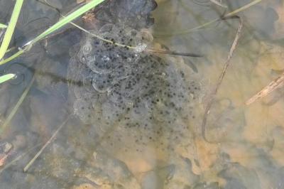 Grenouille agile 