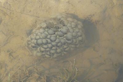 Grenouille agile 